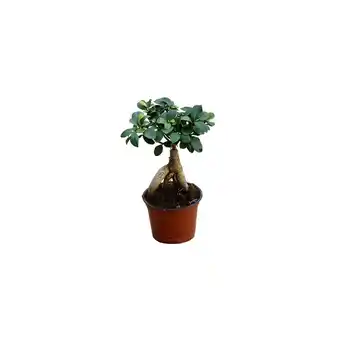 Ficus microcarpa ginseng