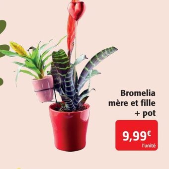 Colruyt Bromelia mère et fille + pot offre