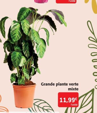 Colruyt Grande plante verte mixte offre