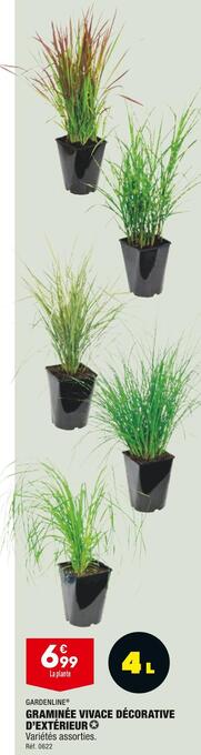 ALDI Gardenline graminée vivace décorative d’extérieur offre