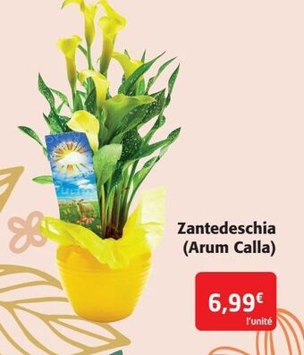 Zantedeschia ( arum calla)