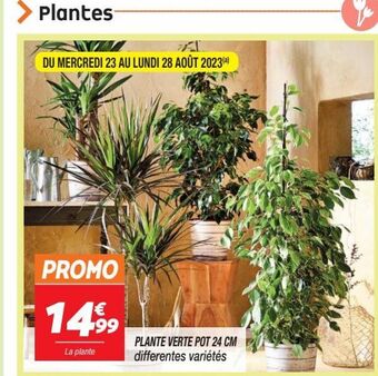 Netto Plante verte pot 24 cm offre