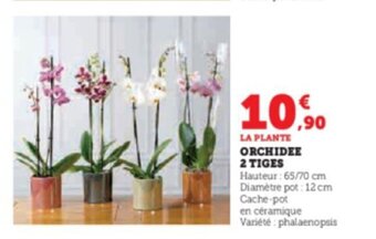 Super U ORCHIDEE 2 TIGES offre