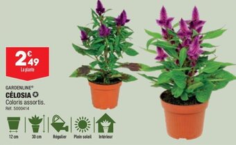 ALDI GARDENLINE® CÉLOSIA Coloris assortis. offre