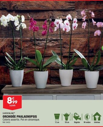 ALDI GARDENLINE® ORCHIDÉE PHALAENOPSIS Coloris assortis. Pot en céramique. offre