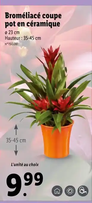 Lidl Broméliacé coupe pot en céramique offre
