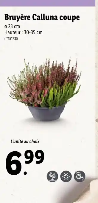 Lidl Bruyère Calluma coupe offre