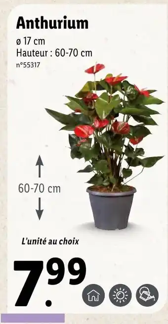 Lidl Anthurium offre