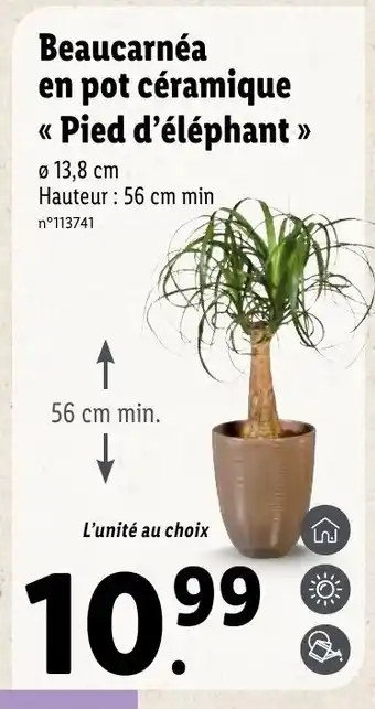 Lidl Beaucarnéa en pot céramique offre