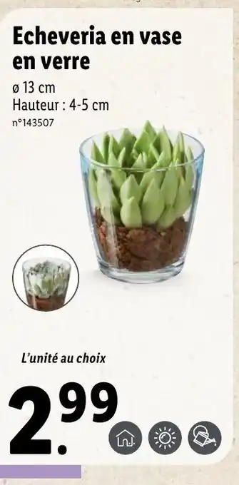 Lidl Echeveria en vase en verre offre