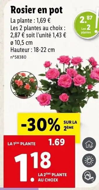 Lidl Rosier en pot offre