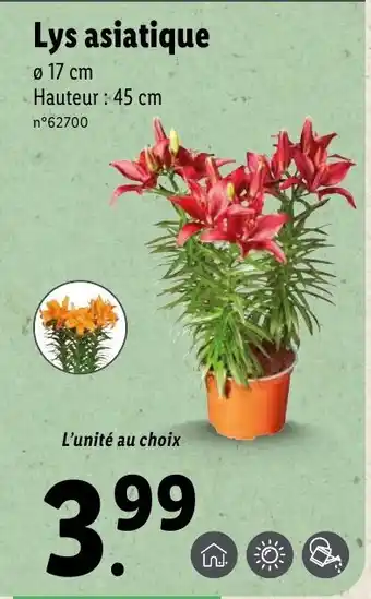 Lidl Lys asiatique offre