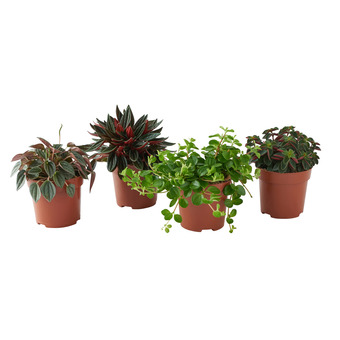 Gamm vert Ecloz plante verte ecloz offre
