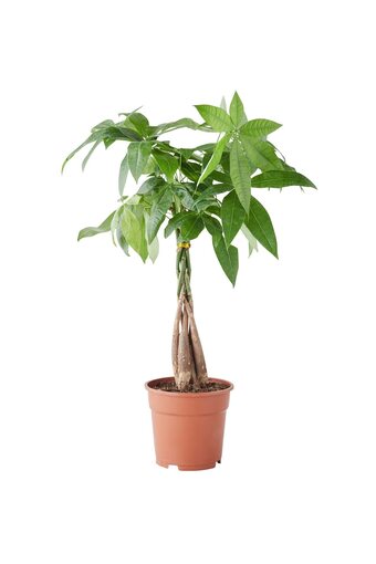 Pachira aquatica