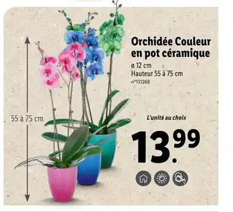Lidl Orchidèe Couleur En Pot Cèramique offre