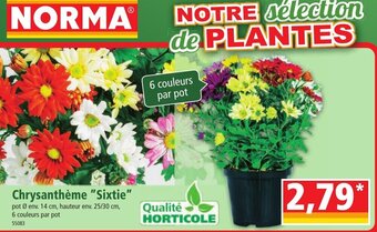 Norma Chrysanthème "Sixtie" offre