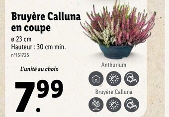 Lidl Bruyère Calluna en coupe offre