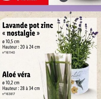 Lidl Lavande pot zinc << nostalgie >> offre