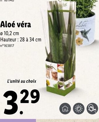 Lidl Aloé véra offre