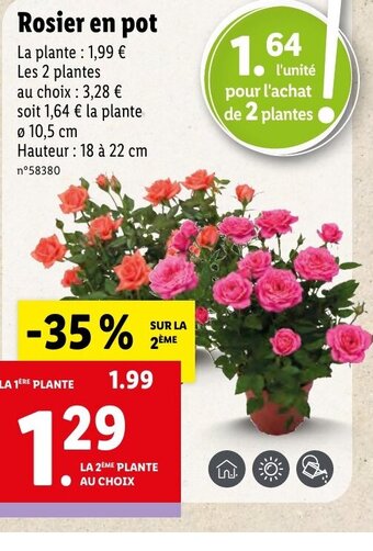 Lidl Rosier en pot offre
