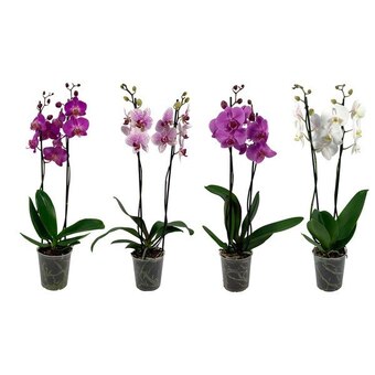 Carrefour Orchidée 2 tiges offre