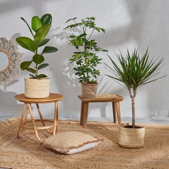 Carrefour Market Plante verte (2) offre