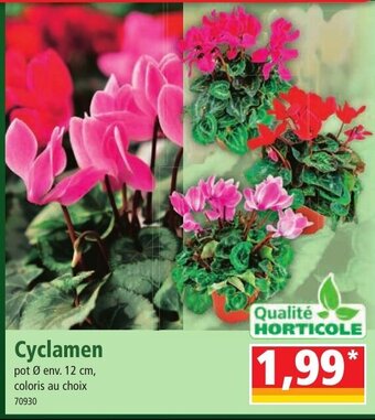 Norma Cyclamen pot Ø env. 12 cm, coloris au choix 70930 offre