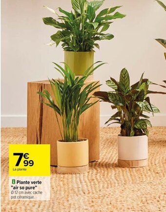 Carrefour Plante verte "air so pure" offre