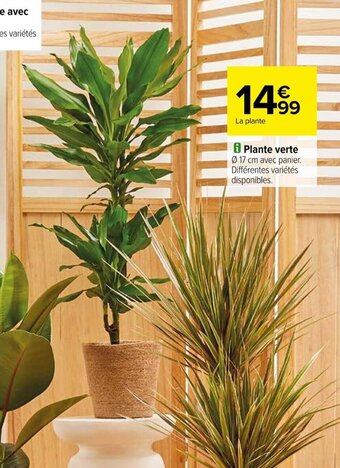 Carrefour Plante verte offre