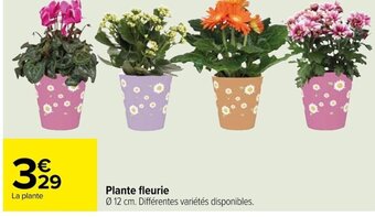 Carrefour Plante fleurie offre