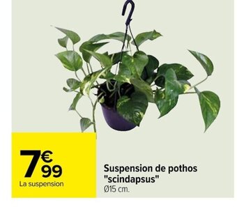 Carrefour Suspension de pothos "scindapsus" Ø15 cm. offre
