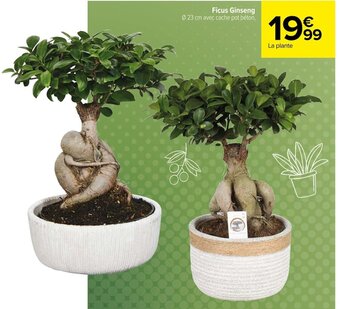 Carrefour Ficus Ginseng offre