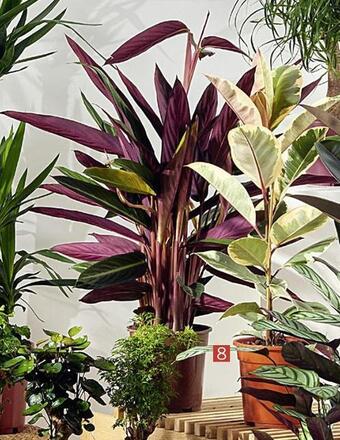 Plantes vertes mixtes