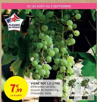 Vigne pot 1.3 litre