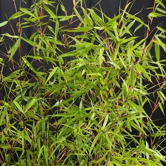 Gamm vert Haie de bambous non-traçants - fargesia asianwonder 5l x 5 offre