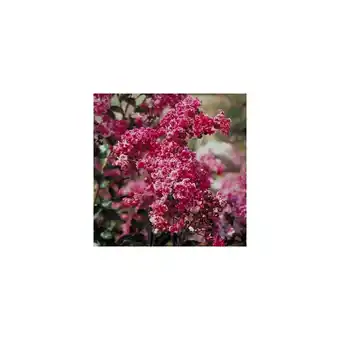 Gamm vert Lilas des indes berlingot menthe® offre