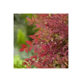 Bambou sacré - nandina obsession seika