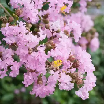 Lilas des indes soir d'eté®