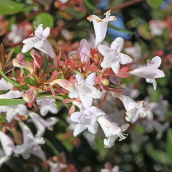 Gamm vert Abélia à grandes fleurs offre