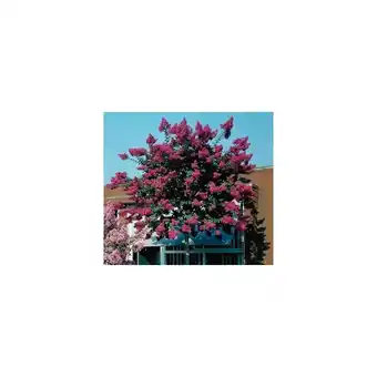 Gamm vert Lilas des indes saint emilion® offre