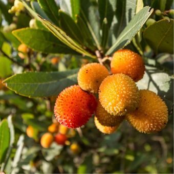 Gamm vert Arbousier commun ou arbre aux fraises offre