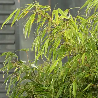 Gamm vert Haie de bambous non-traçants : fargesia rufa 3l x 5 offre
