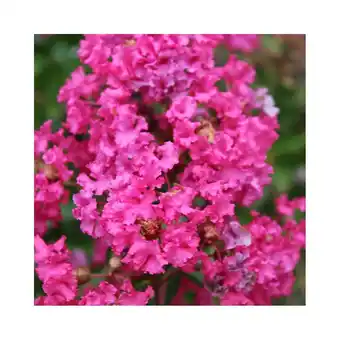 Lilas des indes houston®