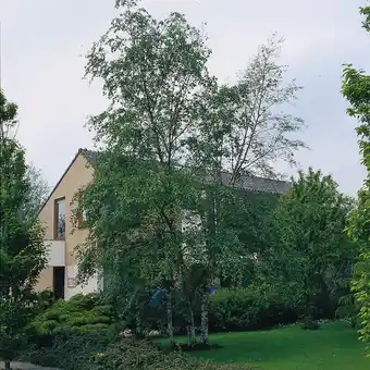 Bouleau blanc en cépée