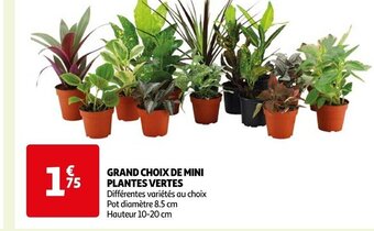 Auchan GRAND CHOIX DE MINI PLANTES VERTES offre