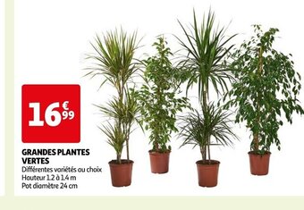 Auchan GRANDES PLANTES VERTES offre