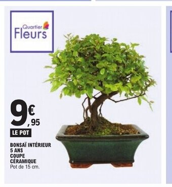 E.Leclerc BONSAÏ INTÉRIEUR 5 ANS COUPE CÉRAMIQUE offre