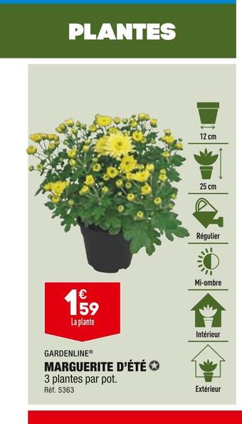 ALDI Gardenline marguerite d’été offre
