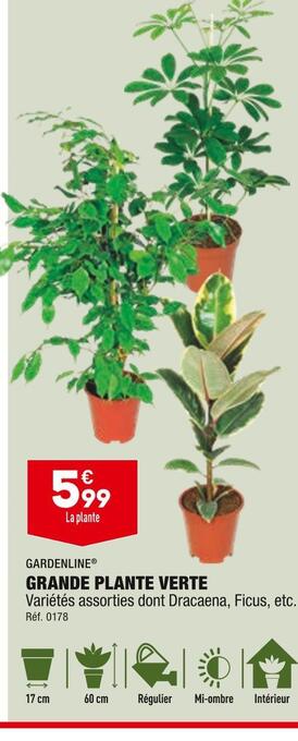 ALDI Gardenline grande plante verte offre