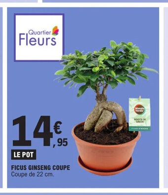 E.Leclerc FICUS GINSENG COUPE Coupe de 22 cm. offre